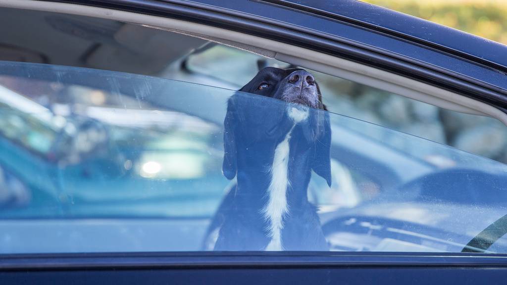 Das Auto: Eine tödliche Hitzefalle für Hunde - was du tun kannst