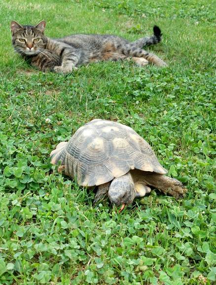 Schildkröte und Katze
