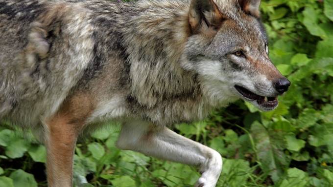 Kalb und Schafe im Waadtländer Jura vermutlich von Wölfen getötet