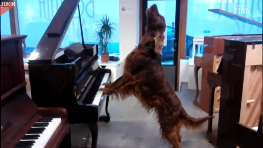 Dieser Hund wird der neue Mozart