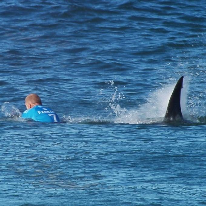 Zahl der Hai-Angriffe erreicht Rekordhoch und dürfte weiter steigen