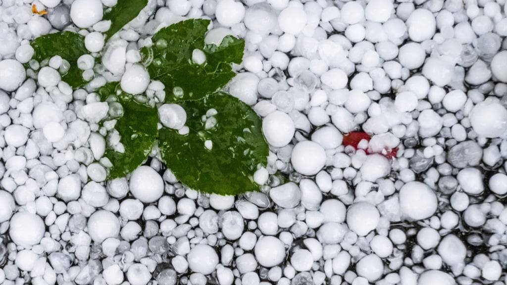 Das Hagelgewitter traf am Samstag unter anderem Weinkulturen in der Westschweiz. (Themenbild)