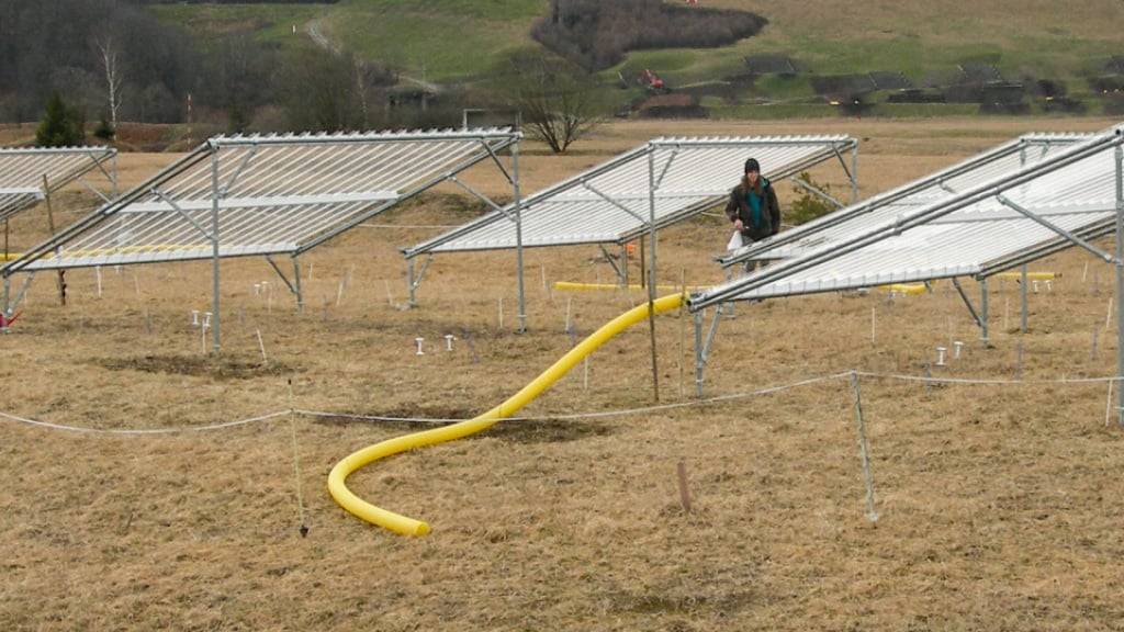 Auf der Thuner Allmend simulierten Forscherinnen und Forscher Dürren, in dem sie Grasflächen überdachten, und den Regen ableiteten.