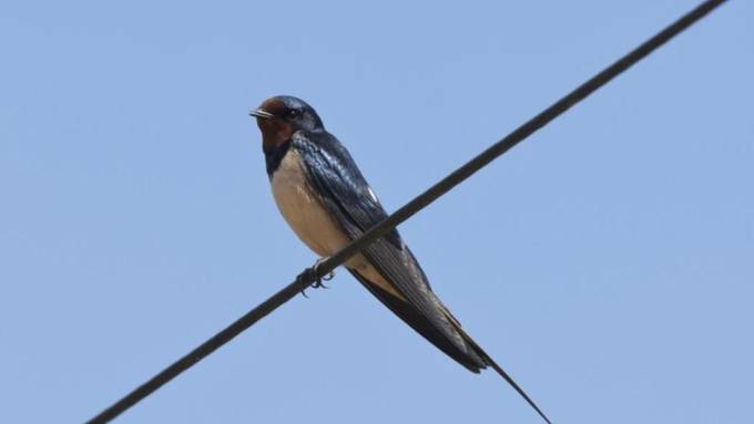 BirdLife ruft zur Zugvogel-Beobachtung auf