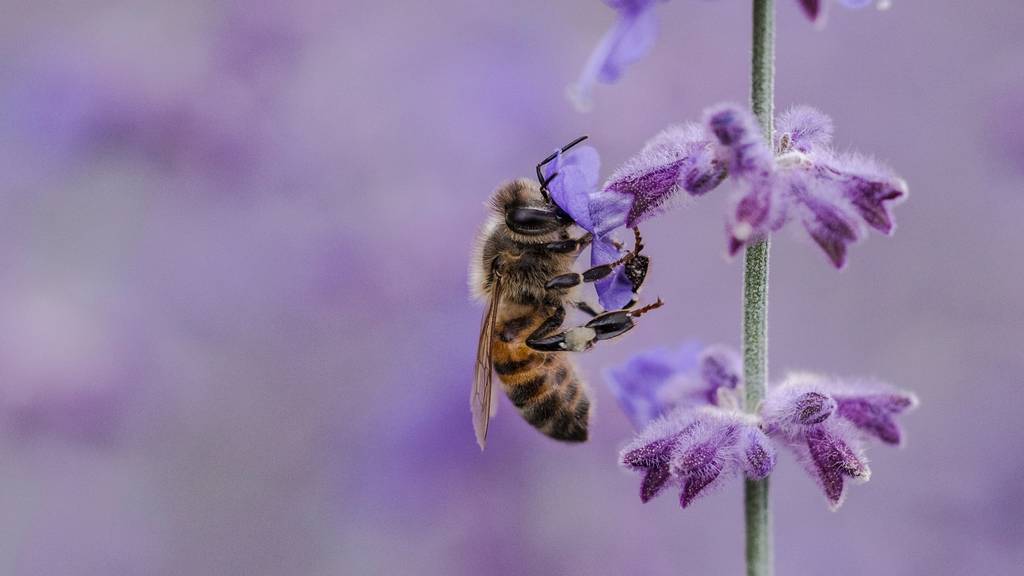 Wildes Weihnachtsgeschenk 