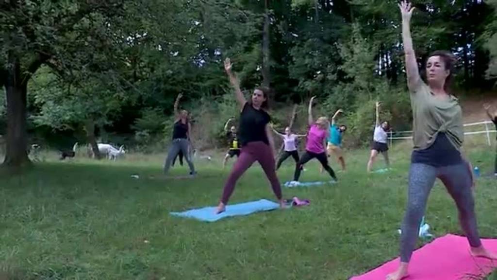 Tierisches Yoga: Yoga für einmal mitten auf der Weide mit Alpakas