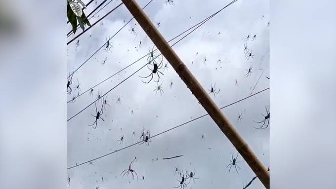 Ekel-Alarm im Ferienparadies: Tiktokerin filmt hunderte Spinnen auf Bali