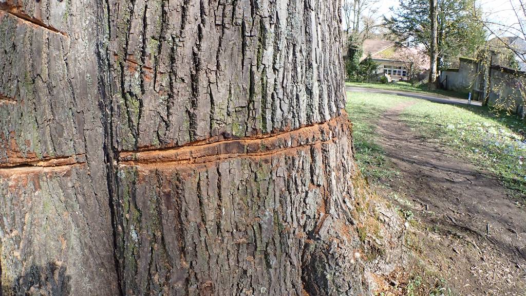 Die Spuren am Baum nach den ersten Vandalismus-Akten im März 2024.