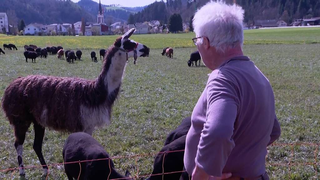 Wolf reisst drei Alpakas im Thurgau – «kann jederzeit wieder kommen»