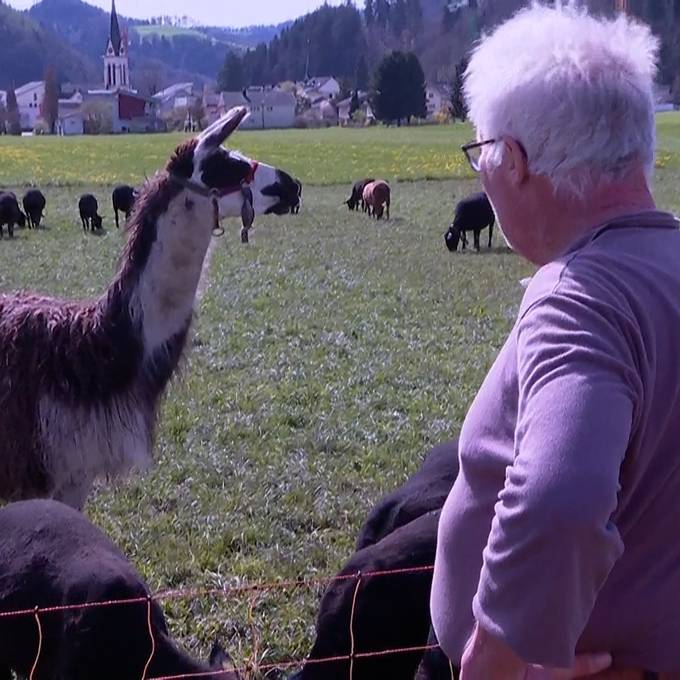 Wolf reisst drei Alpakas im Thurgau – «kann jederzeit wieder kommen»