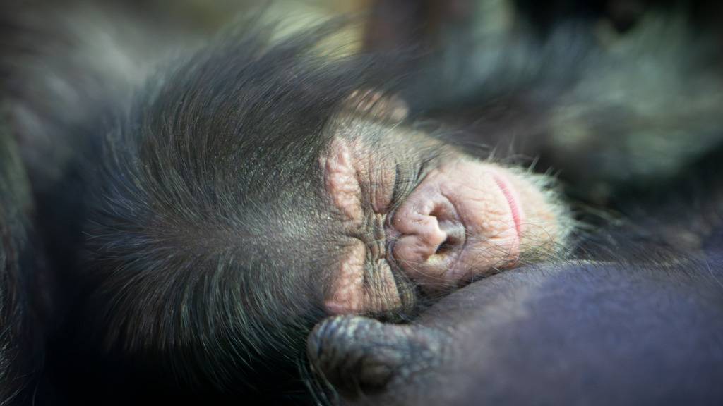 In der Nacht auf den 13. Januar kam im Walter Zoo ein Schimpanse auf die Welt.