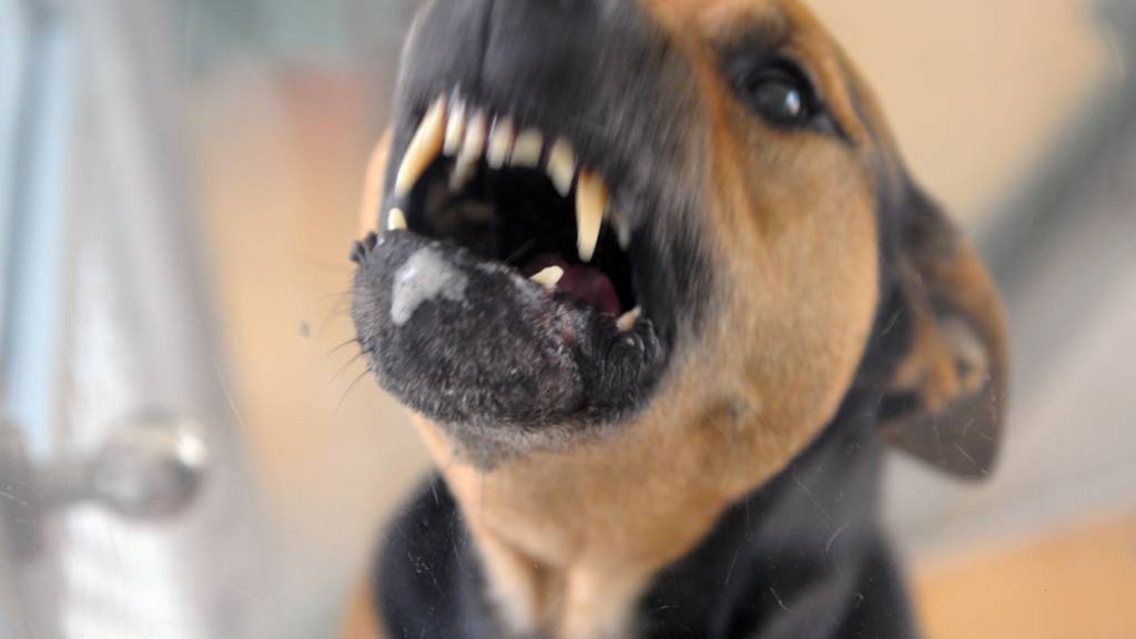 Eine Hündin riss sich in Muolen von einer Leine los und biss einen Hund. (Symbolbild)