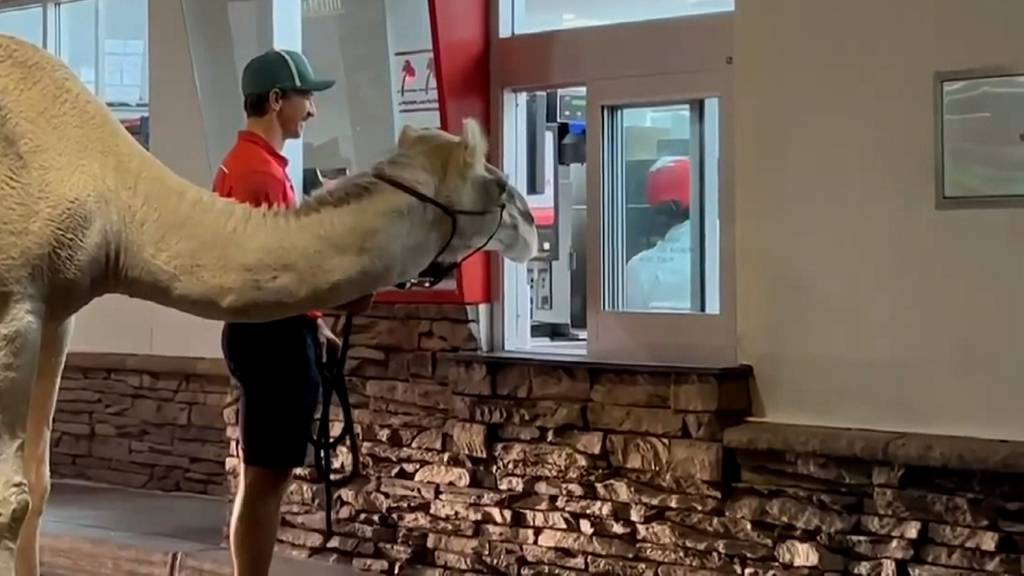 Kamel geniesst Fast Food bei Drive-in in Las Vegas