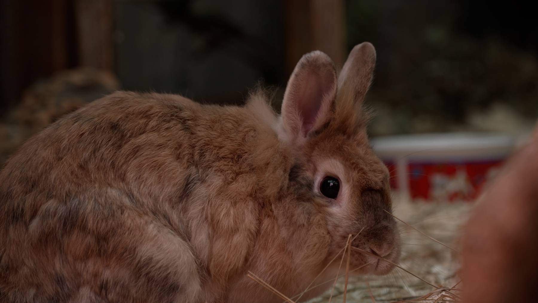 LULU