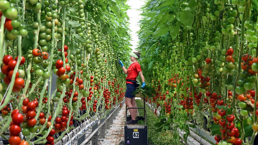 Das Jordanvirus hat die Tomatenpflanzen auf einem Landwirtschaftsbetrieb im Kanton Thurgau befallen. (Symbolbild)