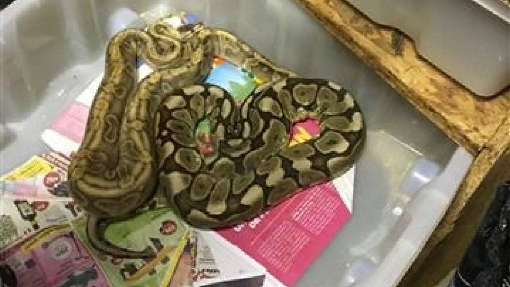 Im Keller eines Hauses in Vallorbe (VD) hat die Polizei neben Hanfpflanzen fast 70 Reptilien entdeckt, darunter zwei Schlangen.