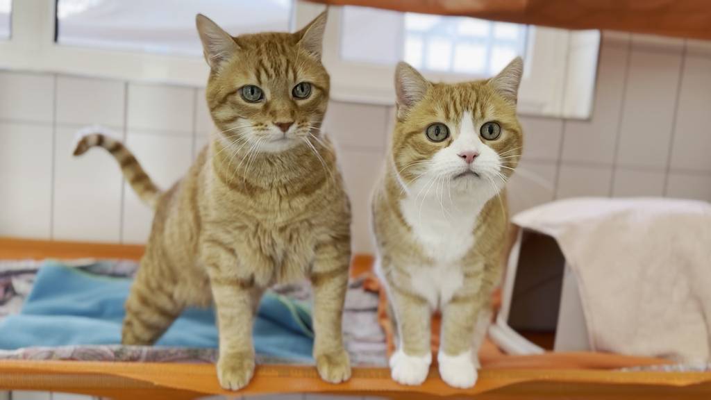 Wurrli & Schnurrli 