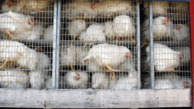 Mehrere EU-Länder fordern bessere Bedingungen für Tiertransporte