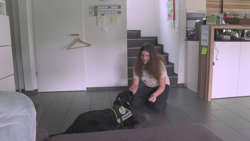 Keine Steuern für Luzerner Assistenzhunde