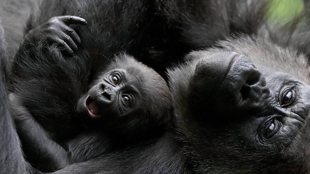 Das Geschlecht des neuen Gorilla-Babys ist noch unbekannt. (Archivbild)
