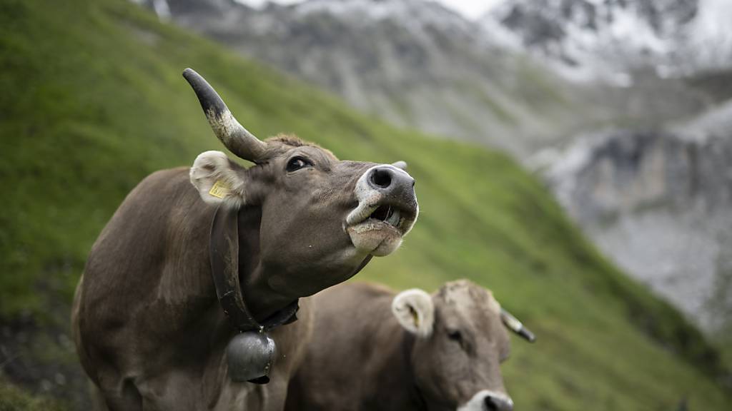 Der Bundesrat will der Landwirtschaft wegen knapper Finanzen in den Jahren 2026 bis 2029 weniger Geld zur Verfügung stellen als derzeit. (Archivbild)