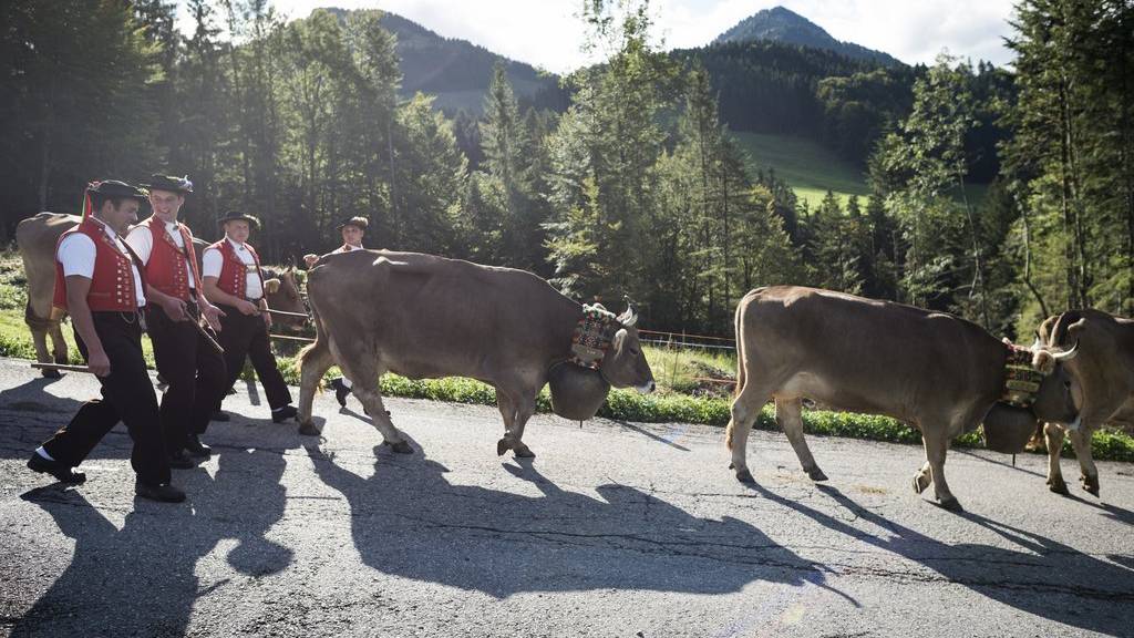 Kühe werden ins Tal getrieben während der traditionellen Alpabfahrt in Urnäsch (Archiv).
