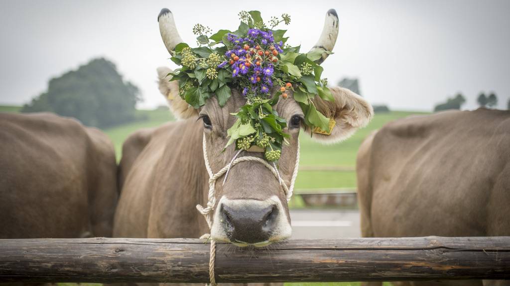 Sie gehören für viele Ostschweizer zum Herbstanfang: die Viehschauen - auch dieses Wochenende finden welche statt