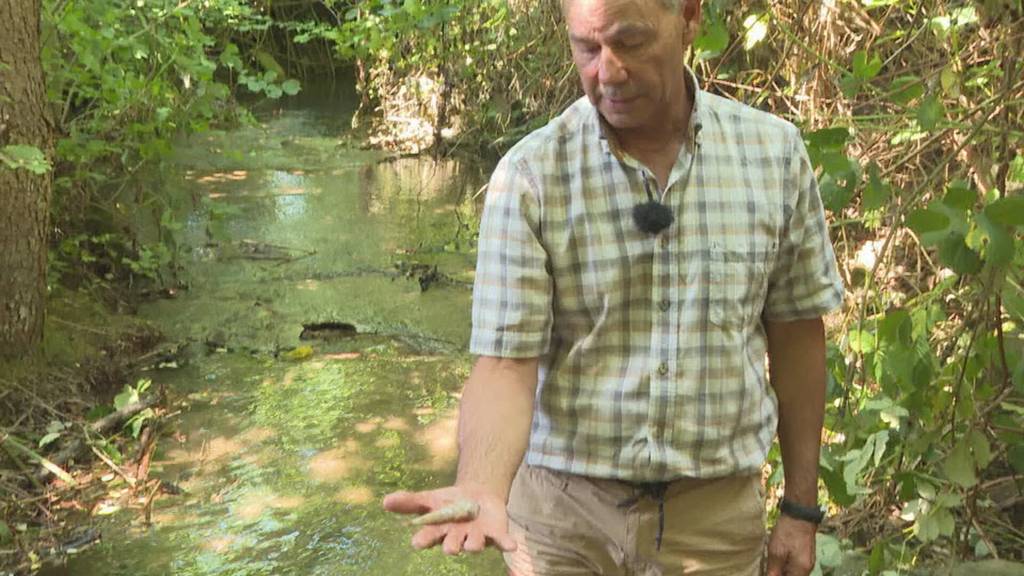 Brand mit Folgen: Löschwasser und Gülle werden in Hilfikon für Fische zur Todesfalle