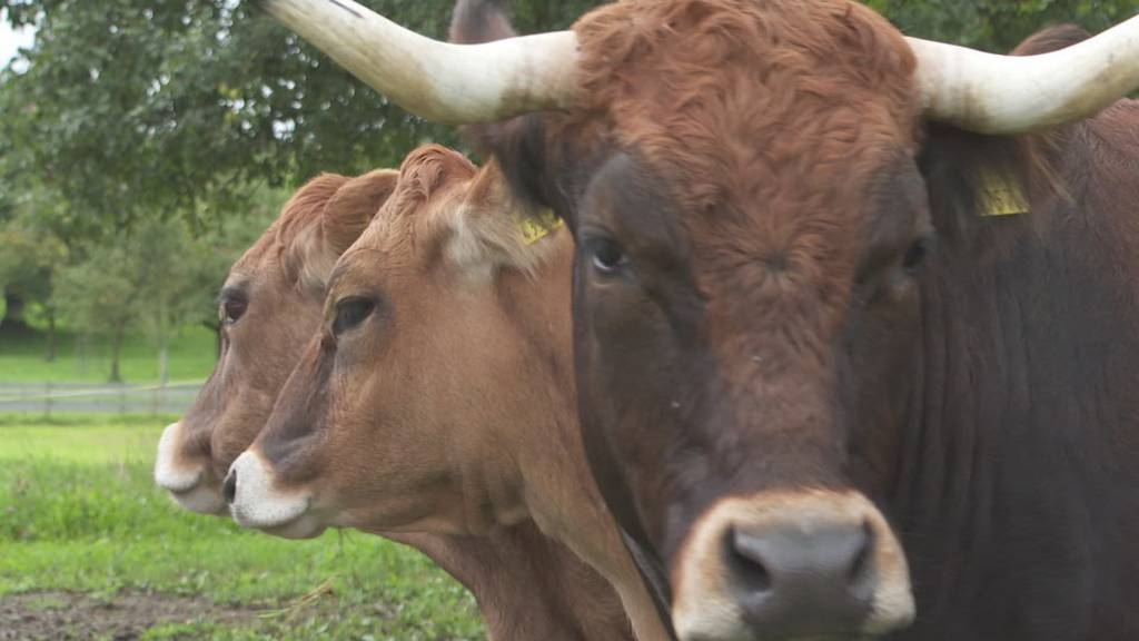 Gnadenhöfe zeigen ihre Betriebe