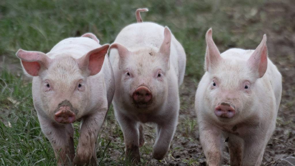 Im Kanton Luzern leben mehr als 40'000 Schweine zu viel