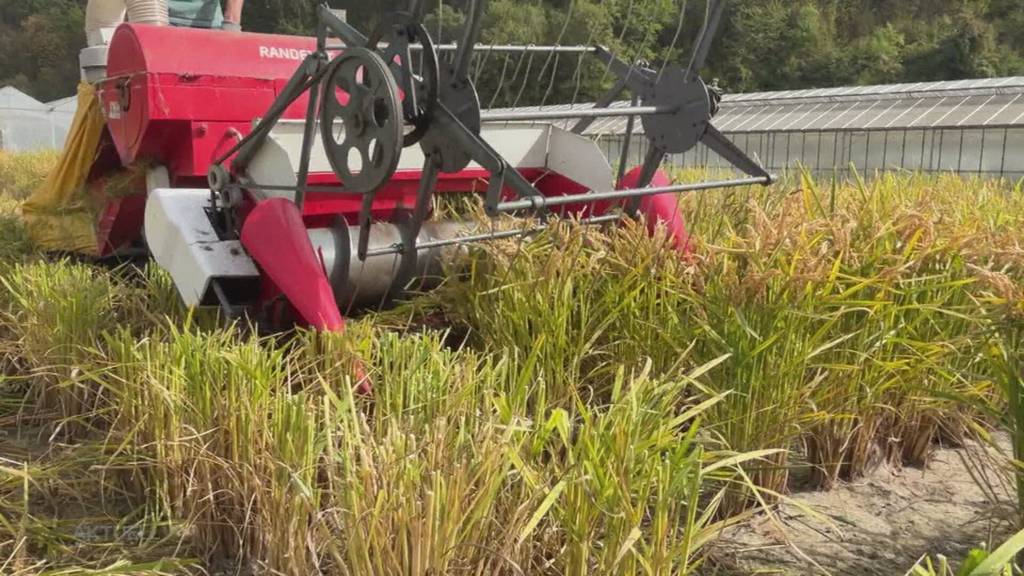Überraschend: Reisernte aus Stetten ist trotz Trockenheit sehr gut