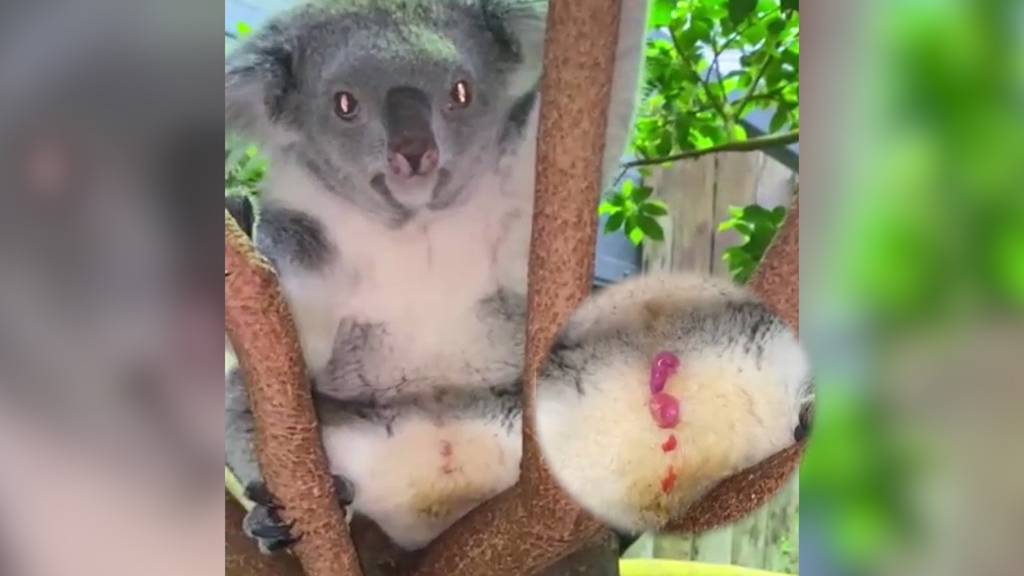 Hier kommt ein Koala-Baby zur Welt