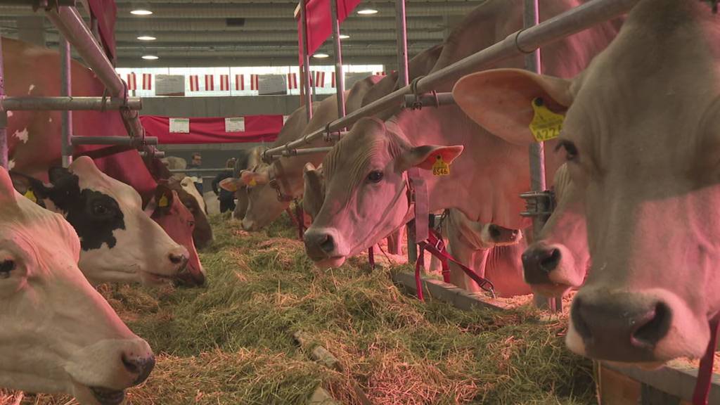 Von Robotern bis Drohnen: Wie Künstliche Intelligenz die Landwirtschaft verändert