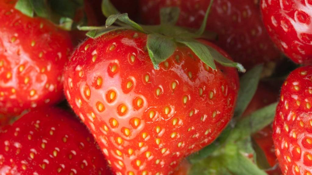 Die Erdbeeren-Ernte hat in der Schweiz eingesetzt. (Archivbild)