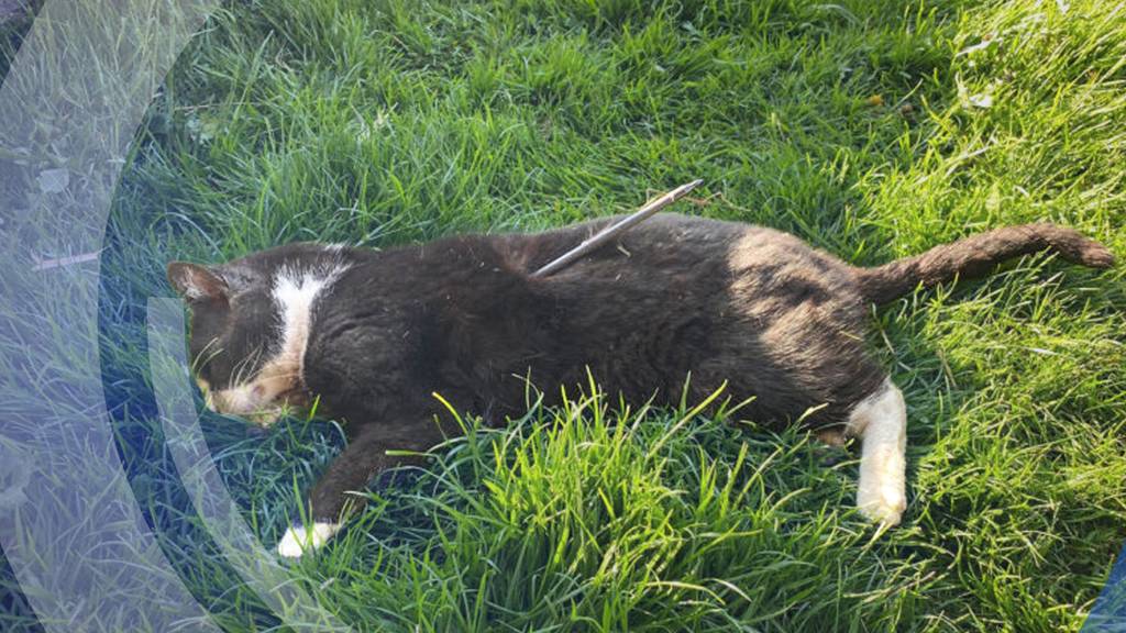 Katze mit Pfeil getötet 
