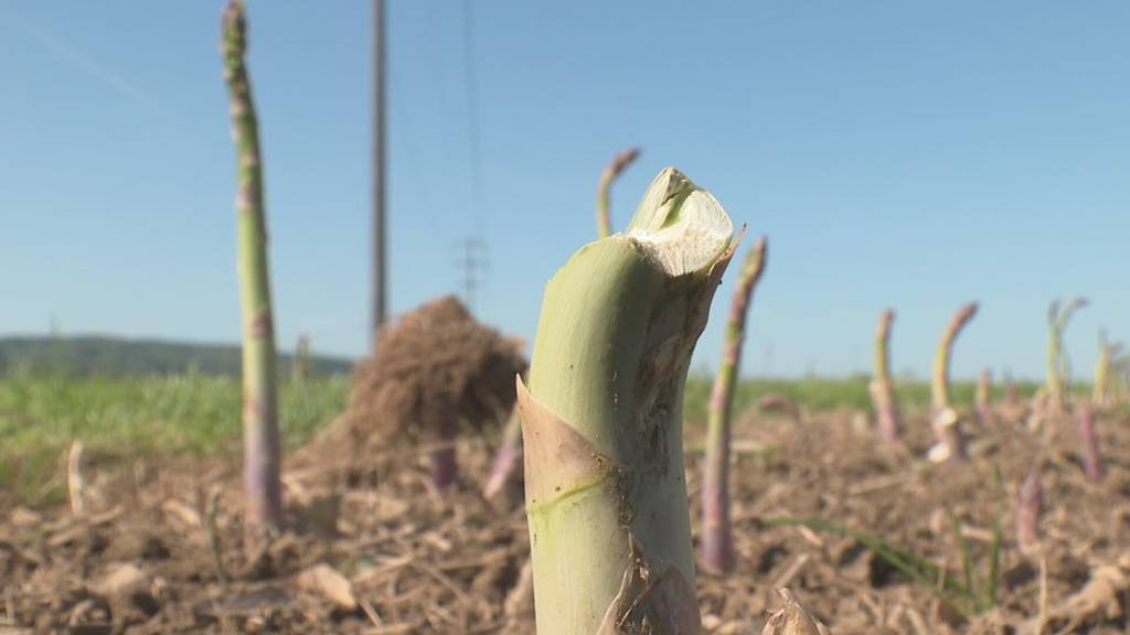 Bauern frustriert: Frühlingswetter wütet im Thurgau