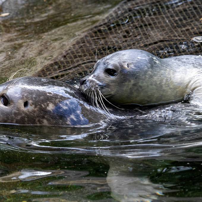 Seehund-Nachwuchs im Zoo Zürich: So herzig ist das neue Jungtier