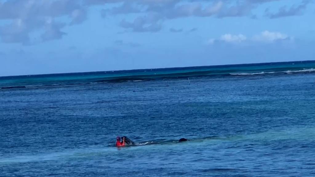 Robbe attackiert Schwimmerin auf Hawaii