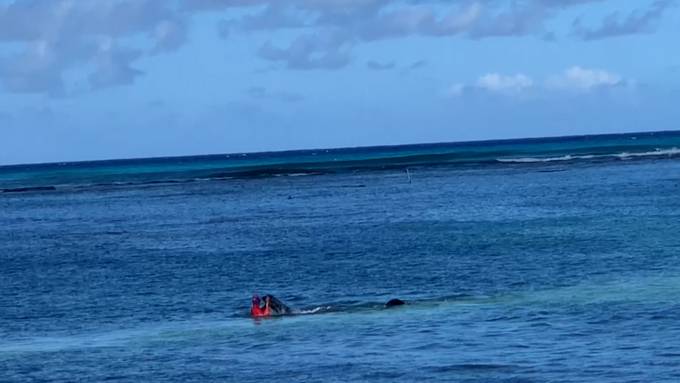 Robbe attackiert Schwimmerin auf Hawaii