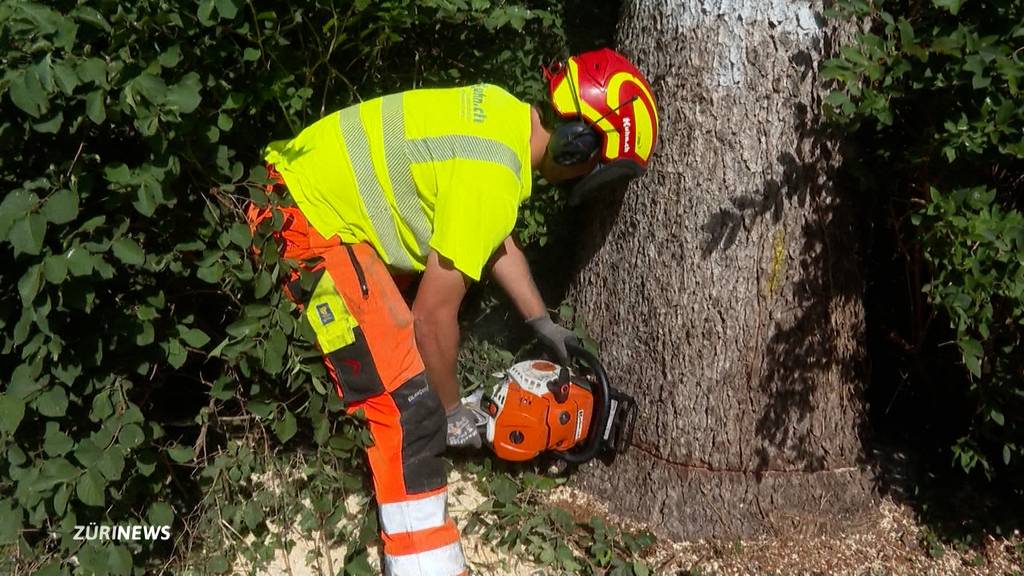 Stadt Zürich fällt wegen der Trockenheit Bäume im Sihlfeld-Quartier