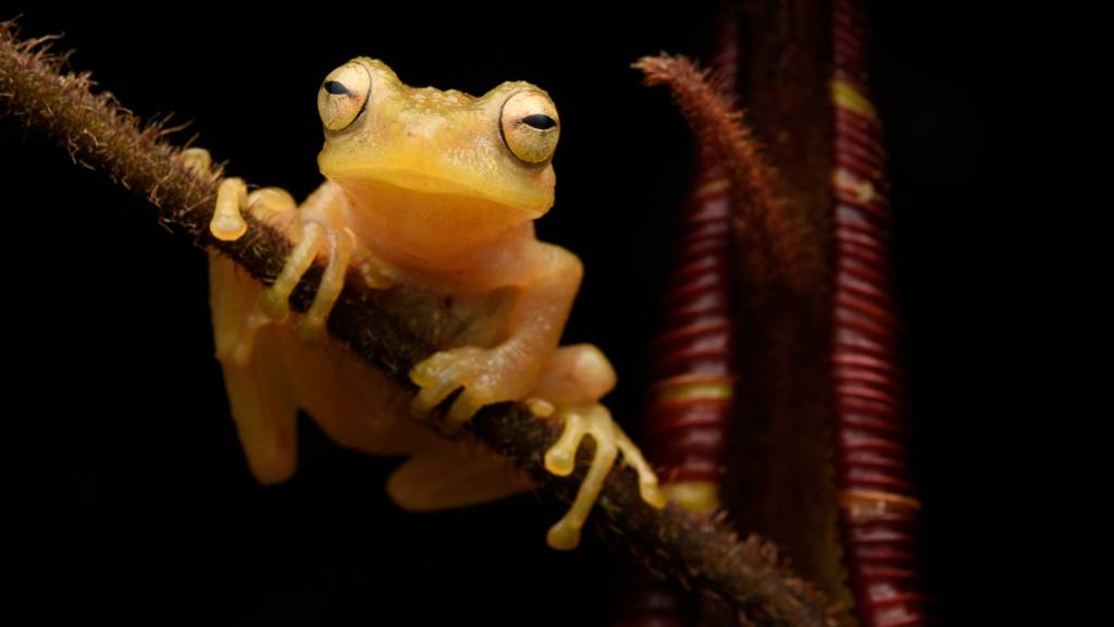 Der winzige Kannenfrosch lebt in den tropischen Wäldern Borneos und in enger Symbiose mit einer fleischfressenden Pflanze. (Pressebild)