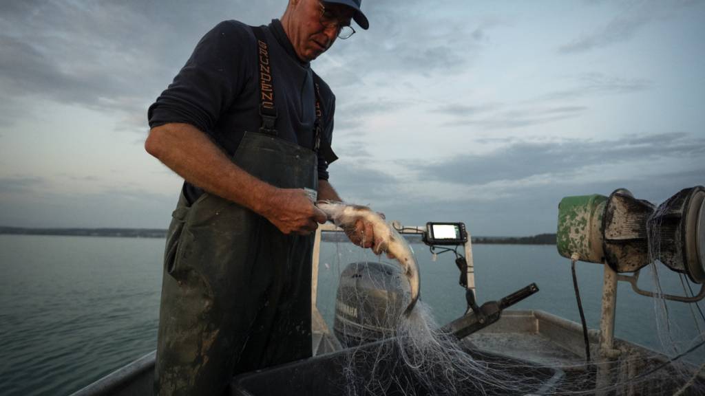Das neue Label „Schweizer Wildfisch“ soll ein lokales Qualitätsprodukt auszeichnen. (Archiv)