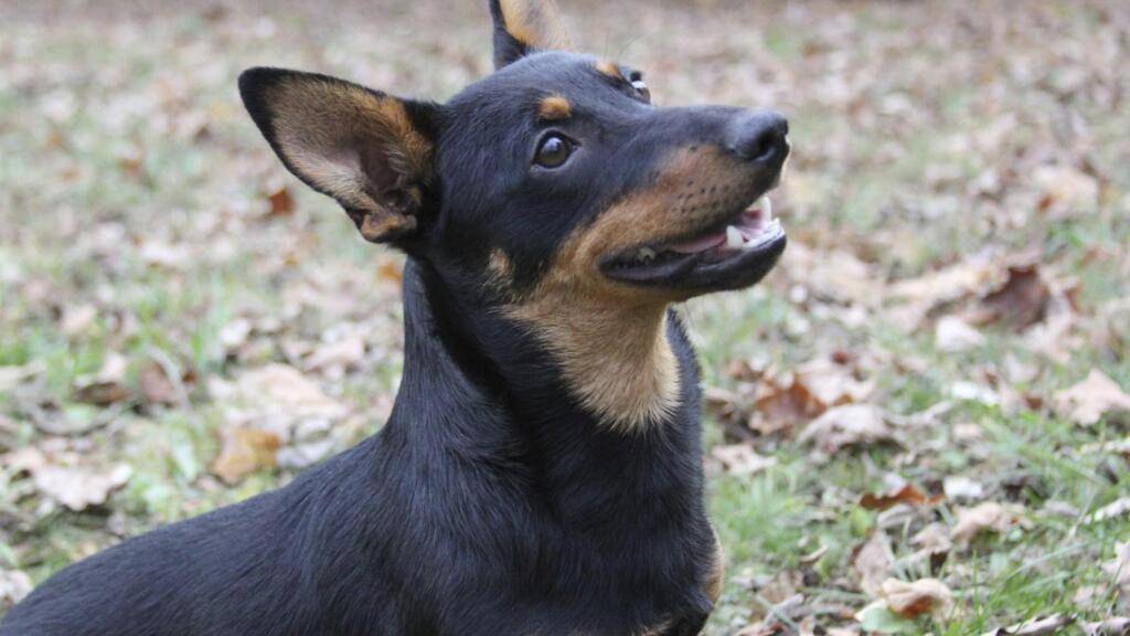 Lancashire Heeler haben mit 15,4 Jahren im Median die höchste Lebenserwartung. (Archivbild)