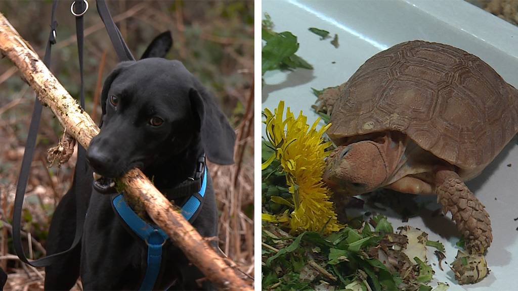 Tag des Hundes / Boulengers Flachschildkroeten
