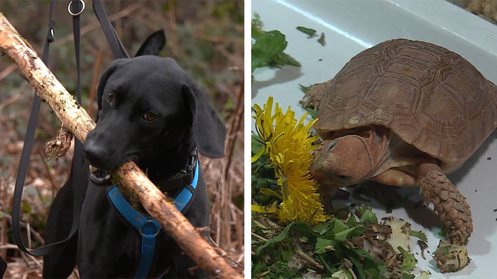 Tag des Hundes / Boulengers Flachschildkroeten