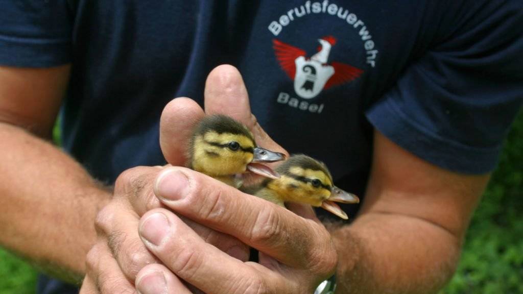 Die Feuerwehr löscht nicht nur Brände, sie hilft auch jungen Entenfamilien aus der Patsche: Verirren sich Entenmütter mit ihren Jungen, bringen die Feuerwehrleute diese wieder zum Wasser.
