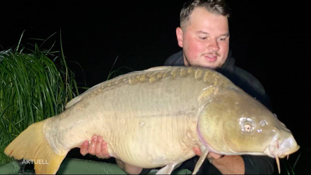 Grosser Fischfang: Sven Gonseth zieht riesigen Karpfen aus dem Wasser