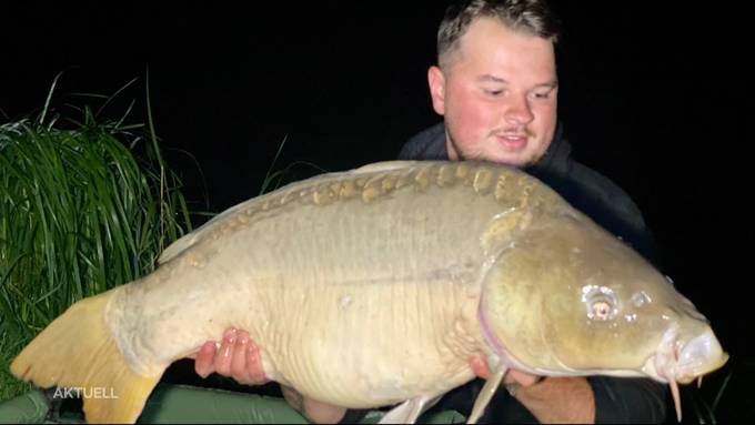 Grosser Fischfang: Sven Gonseth zieht riesigen Karpfen aus dem Wasser