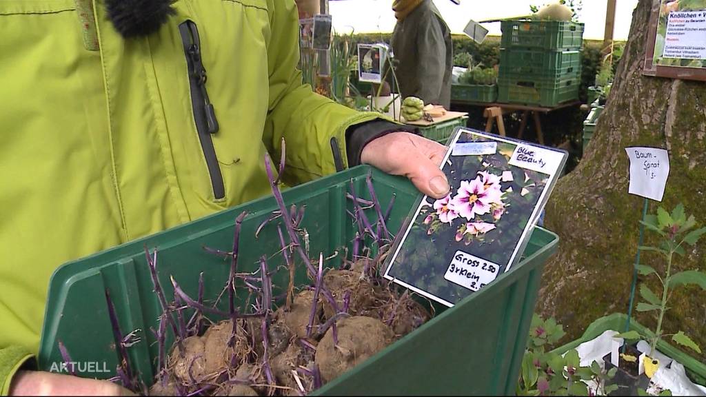 ProSpecieRara-Markt bietet über 500 rare Setzlinge