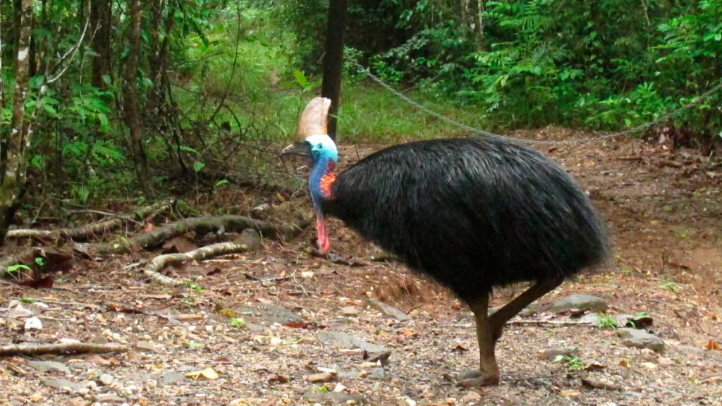 ARCHIV - Ein Kasuar wandert durch den Daintree National Forest in Australien. Foto: Wilson Ring/AP/dpa